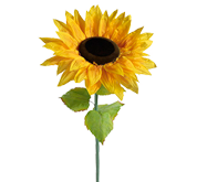 Girasol